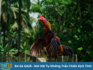 Đá Gà GA28 - Sân Chơi Đỉnh Cao Cho Đam Mê Gà Chiến