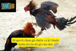 Đá Gà Cựa Dao – Cuộc Chiến Nảy Lửa Trên Đấu Trường